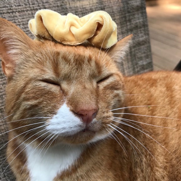 Meet your Posher, Ainsley - Picture 4 of 4